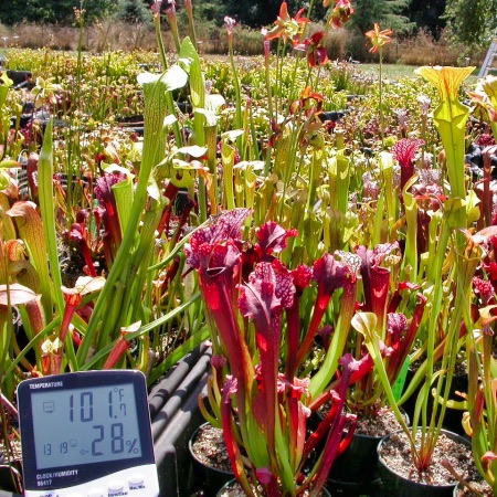 Sarracenia growing in full sun.