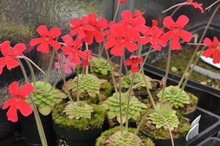 Pinguicula laueana