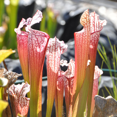 Garden Plants