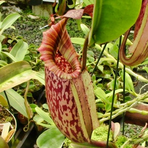 Nepenthes