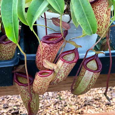 Nepenthes talangensis x ventricosa for sale. Grow Carnivorous Plants!