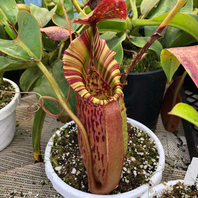 【TANINOSEI】SAVE THE QUEEN Nepenthes tiveyi Red Queen for sale. Grow Carnivorous Plants!