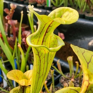 Sarracenia flava x oreophila for Sale. Grow Carnivorous Plants!