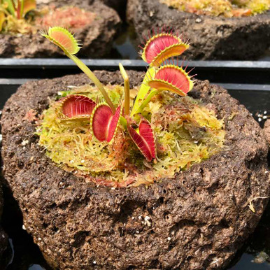 Rock Garden - Venus Flytrap