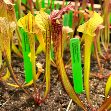 doreenscollusbigmouth-3__84311