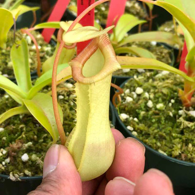 Nepenthes ventricosa x (spathulata x lowii) for Sale