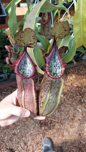 Nepenthes spathulata x spectabilis for Sale