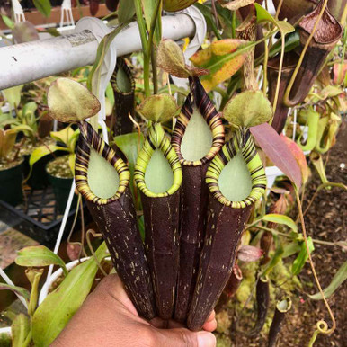 Nepenthes spectabilis Savior for Sale