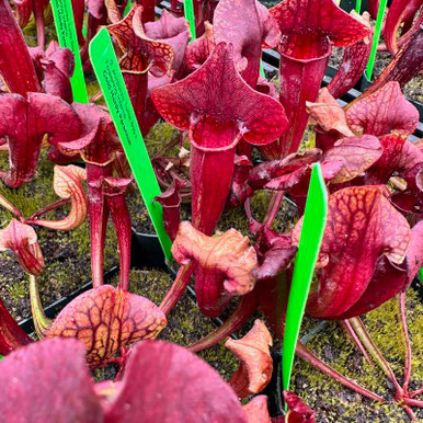 Sarracenia Turtle Bog x Towering Inferno for Sale