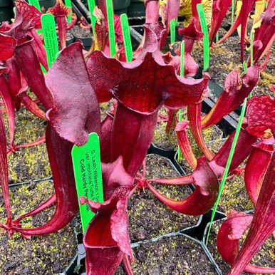 LeahWilkersonTurtleBog-