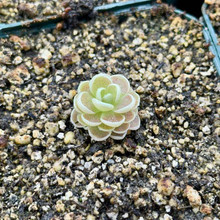 S. Norma Addington x oreophila (Seedling)