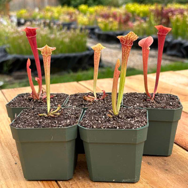 NormaAddingtonOreophila-