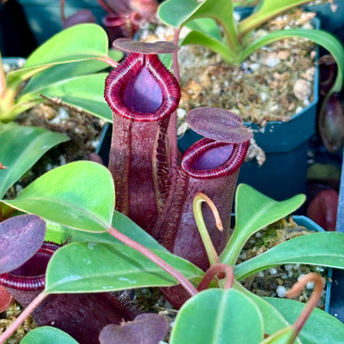 Nepenthes lowii x ventricosa for Sale
