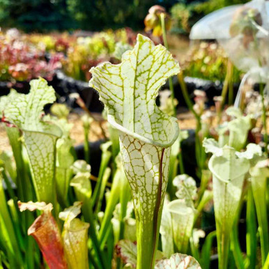 Sarracenia Hurricane Creek White Clone A for Sale. Grow
