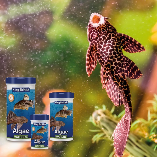 King British Algae Wafer 100g Pedigree Wholesale Ltd