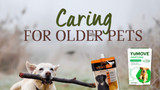 P12 Category Spotlight: Caring for Older Pets