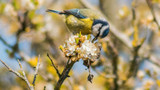 Feeding Wild Birds - Simple Tips for Healthy Birds by UK Pet Food