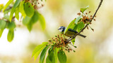 The Importance of Wild Bird Hygiene in the Garden, by UK Pet Food
