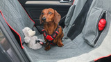 Dog Road Trip Packing Essentials
