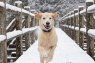 Seasonal Health Care for your Dog with Furr Boost