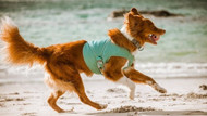 The Pedigree  Guide to Summer Beach Day Essentials!