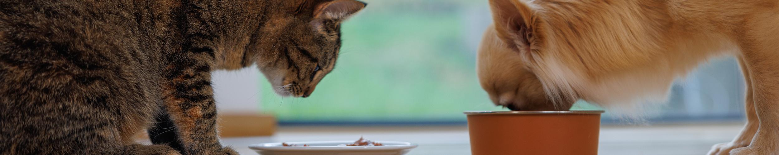 wellness-core-dogs-cats