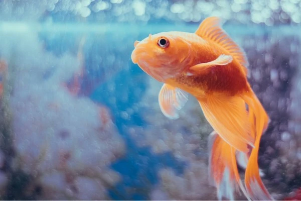 wholesale-aquatics-supplies