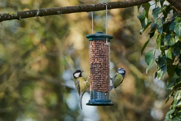 wholesale-bird-supplies