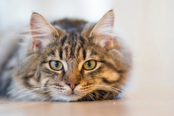 wholesale-cat-supplies