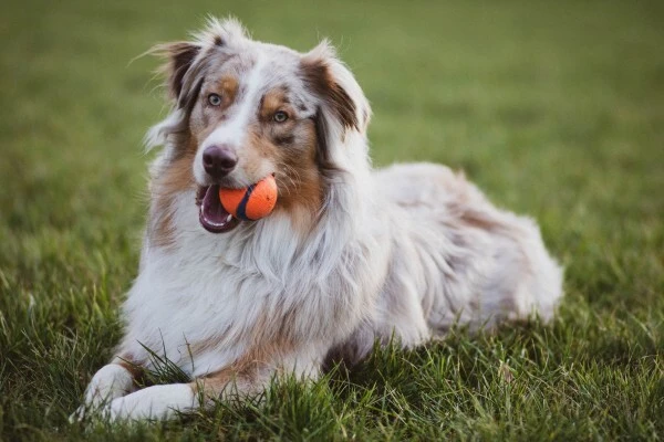 wholesale-dog-food-supplies