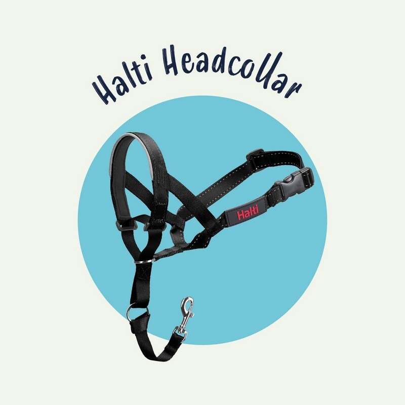 halti-headcollar