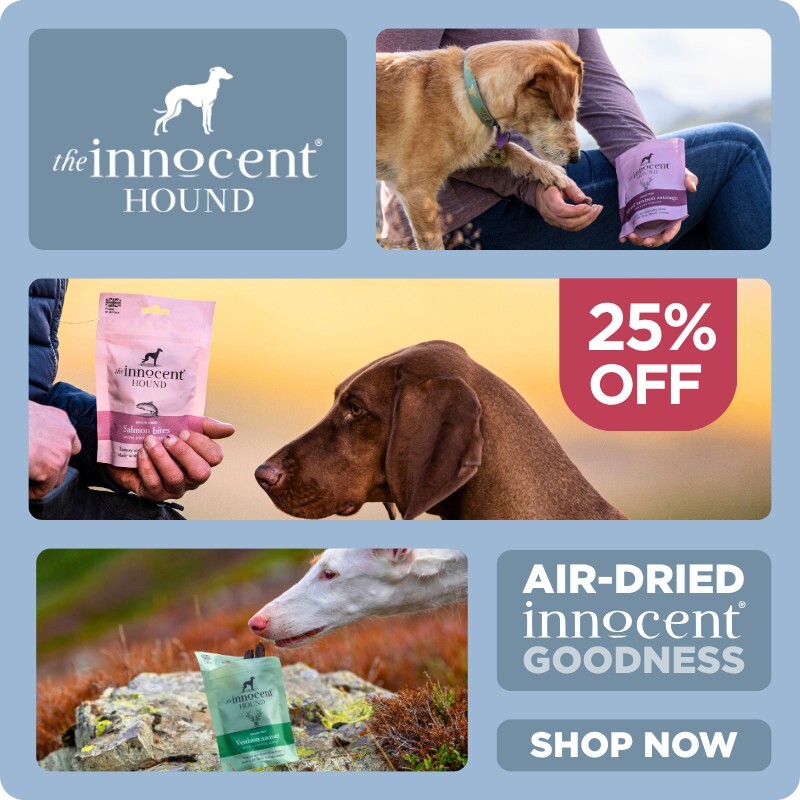 P13_2025_innocent_hound