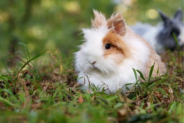 wholesale-small-animal-supplies