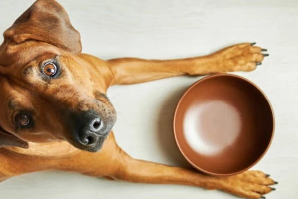 wholesale-pet-supplies