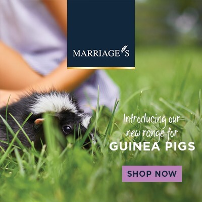 P10 New Guinea Pig