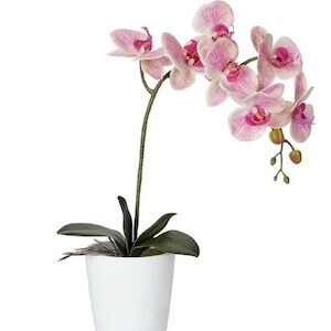 Philioponsis orchid in a gift box or gift wrapped. Beautiful, long-lasting flowers.