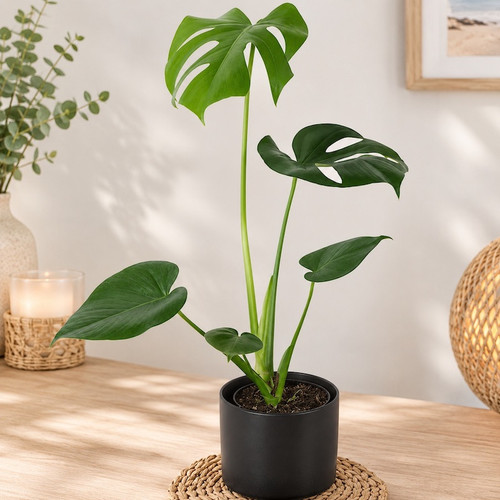 Monstera Delight Plant with dark green Swiss cheese leaves in a woven basket or ceramic planter, ready as a gift