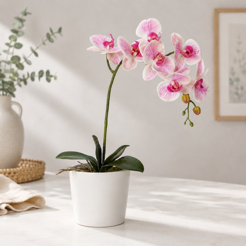 A Phillioponopsis orchid in a ceramic pot makes a beautiful, long-lasting gift delivery in Naracoorte.
