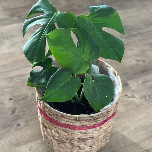 Monstera Delight Plant with dark green Swiss cheese leaves in a woven basket or ceramic planter, ready as a gift
