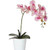 Philioponsis orchid in a gift box or gift wrapped. Beautiful, long-lasting flowers.
