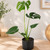 Monstera Delight Plant with dark green Swiss cheese leaves in a woven basket or ceramic planter, ready as a gift
