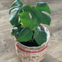 Monstera plant in a basket or Pot