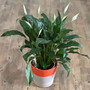 Peace lily plant in a planter gift.