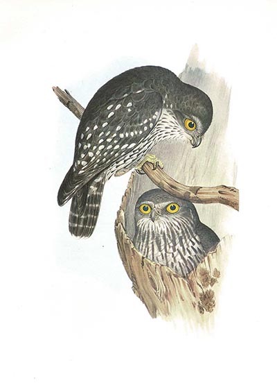 ggc529f.jpg ggc529f.jpg