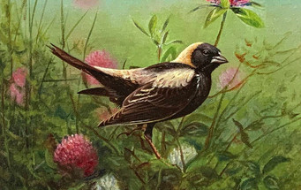 Origin Story: Ducks Unlimited