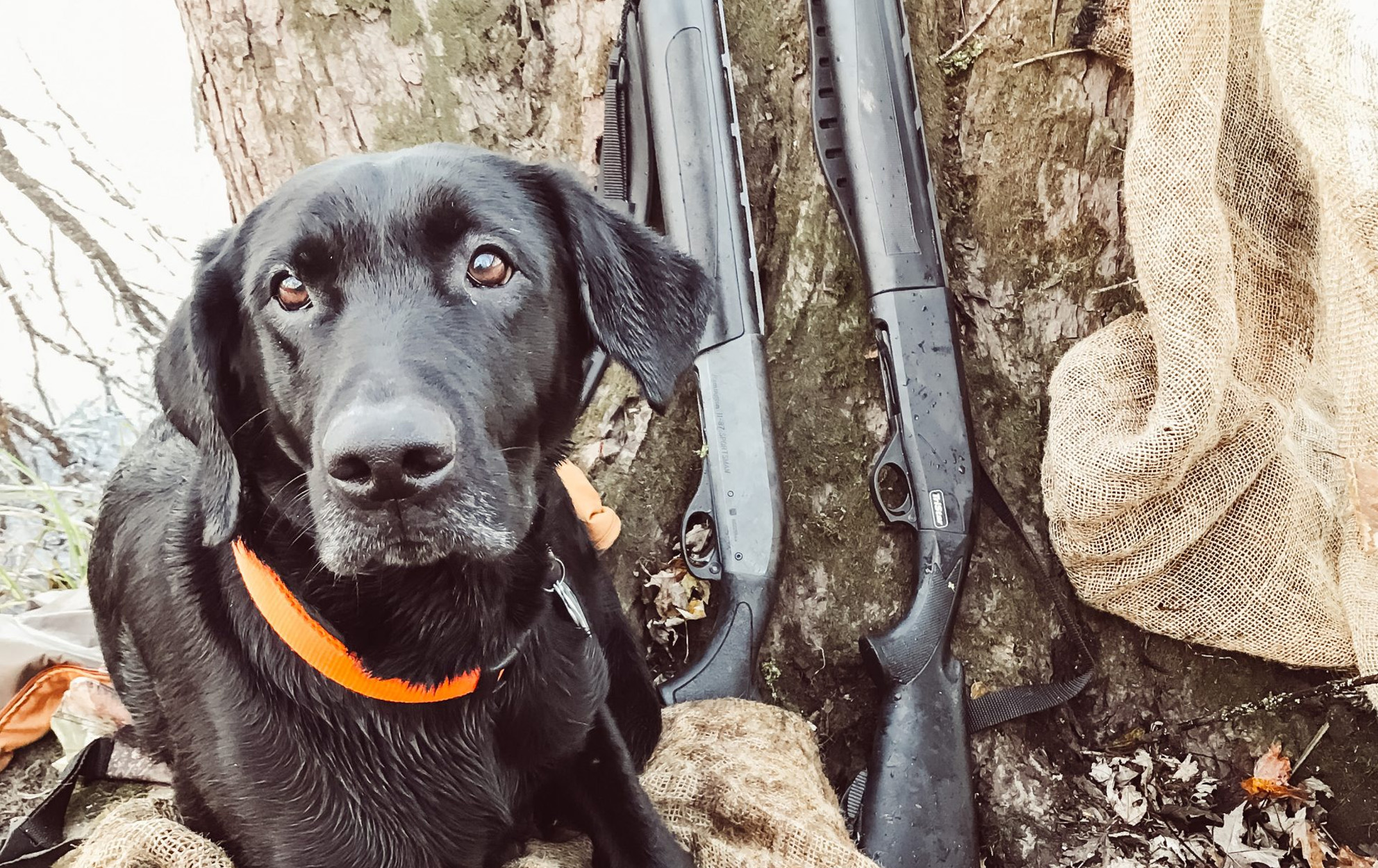 are black labs good hunting dogs