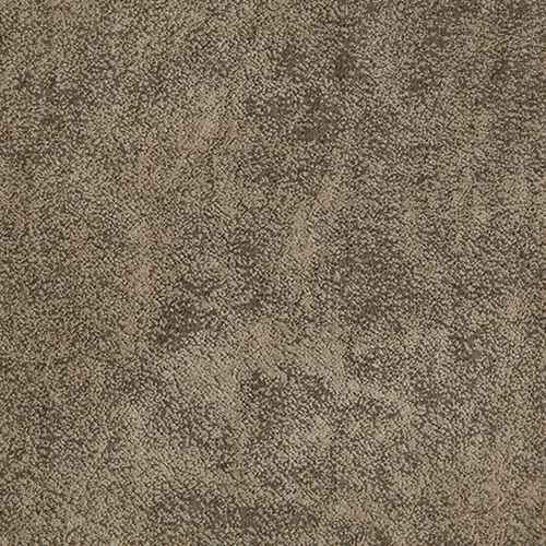 Northwest Paloma Grey