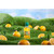 Robinsons Fruit Shoot Juice Real Orange No Sugar Added Kids Bottle Pack 24x200ml