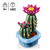 LEGO Botanicals Flowering Cactus 9+Year Special Plant Decor Gift Toy-Model 11509