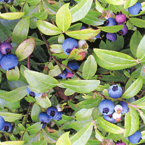 BERRY GOOD 151 GREEN